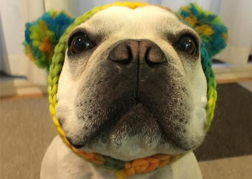 狗配人怎样配马配人呢（狗配马好不好）