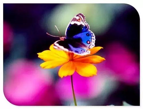 含羞草免费观看电视剧的背景故事（含羞草是哪部电视剧主题曲）