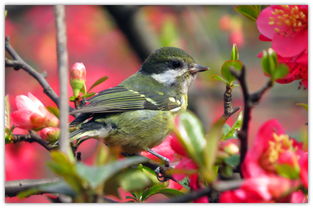 美人腰(重生)（美人腰重生岚山雀免费）