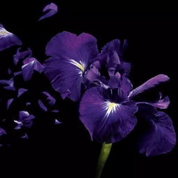 野花亚洲精品av无码四区的简单介绍