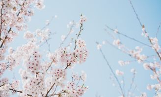 樱花影院高清电影好看的电视剧（樱花影视网官网）