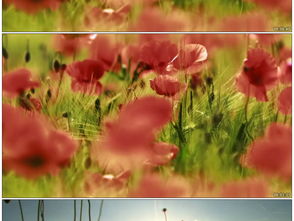 野花视频中文免费观看1（野花视频中文免费观看18禁）