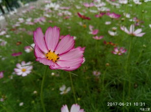 野花影院手机免费观看（野花影院手机免费观看网站）