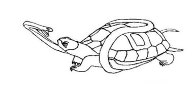 蜘蛛三头鲨（蜘蛛三头鲨怎么画）