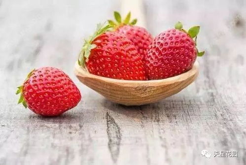 小草莓（小草莓是什么品种）