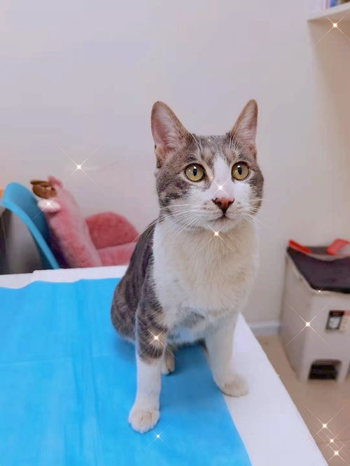 猫咪的简单介绍