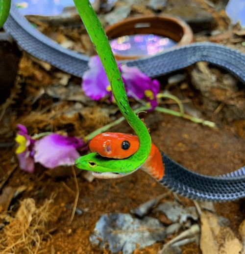 蛇欲（蛇欲吞象打一正确生肖）