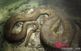 10部高分蟒蛇电影（10部高分蟒蛇电影有哪些）