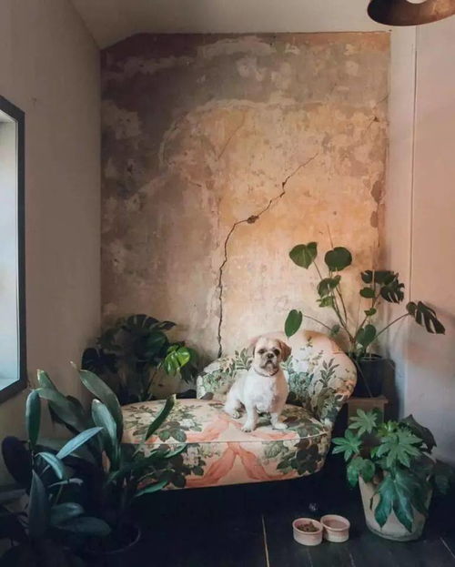 《在姨母家的客厅》中字（在姨母家的客厅中字山口珠理的）