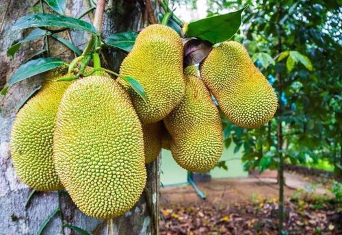 关于菠萝蜜无限免费观看一区的信息 关于菠萝蜜无限免费观看一区的信息