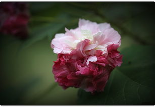 锦帷香浓(欣欣向荣)（锦帷香浓欣欣向荣TXT）