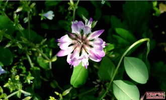 野花视频在线观看最新神马（野花视频在线观看最新神马网）