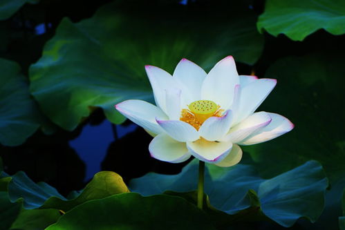 荷花图片大全（荷花图片大全 高清图）