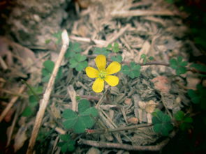 关于野花2000年在线观看的信息