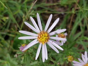 野花社区在线观看bd(野花社区在线观看暴走黑料) 野花社区在线观看bd(野花社区在线观看暴走黑料)