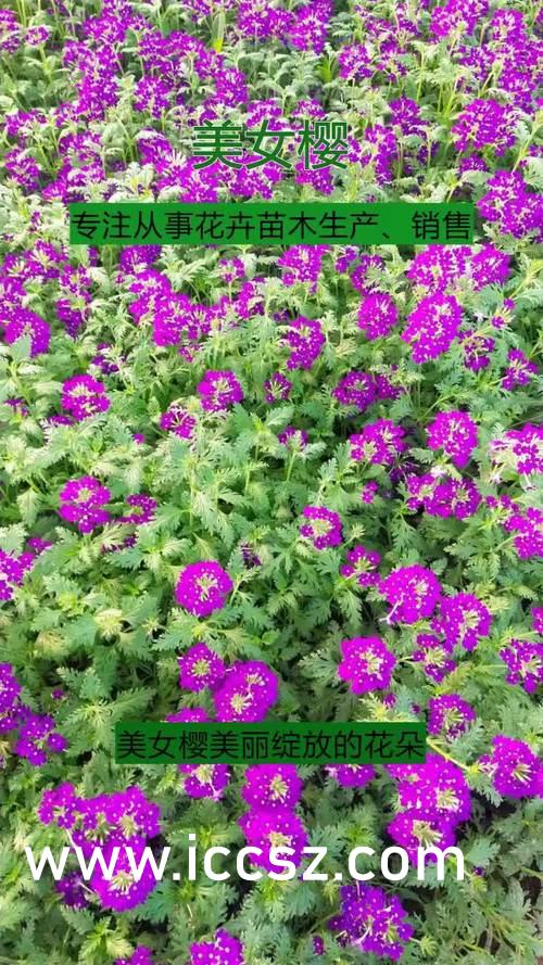 野花在线观看免费高清（野花在线观看免费高清完整版视频无码不卡）