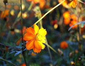 野花韩国视频在线观看5(野花韩国视频在线观看58) 野花韩国视频在线观看5(野花韩国视频在线观看58)