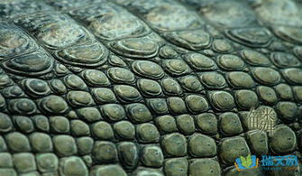 鳞次栉比(鳞次栉比的拼音) 鳞次栉比(鳞次栉比的拼音)