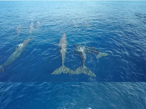 鲸鱼视频免费观看高清版nba（鲸鱼短视频大全）