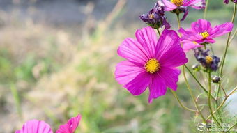 野花韩国视频观看免费高清4(野花韩国视频观看免费高清4k) 野花韩国视频观看免费高清4(野花韩国视频观看免费高清4k)