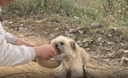 狗狗放里面突然变大（狗狗的东西一放里就变大漫画）