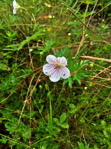 野花视频在线手机免费观看（野花视频在线手机免费观看下载）