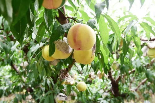 关于小小水蜜桃的信息 关于小小水蜜桃的信息