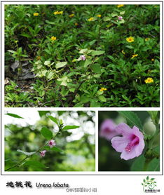 野花直播免费观看日本更新（野花直播免费观看日本更新完了吗）