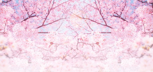 浪漫樱花免费播放高清版下载（浪漫樱花国语版电影）