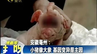 顶楼的大象的简单介绍
